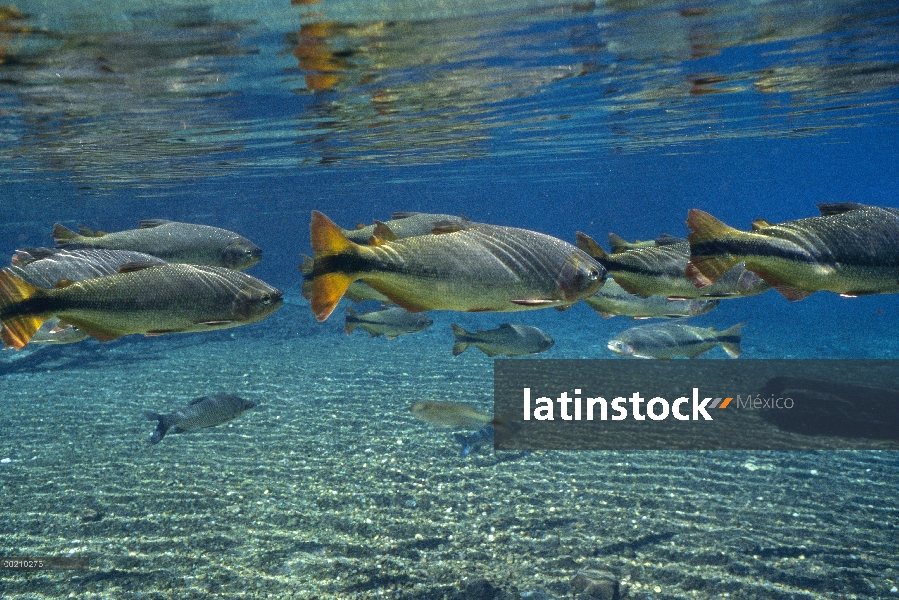 Grupo Piraputanga (Brycon hilarii), Río de la Plata, Bonito, Brasil