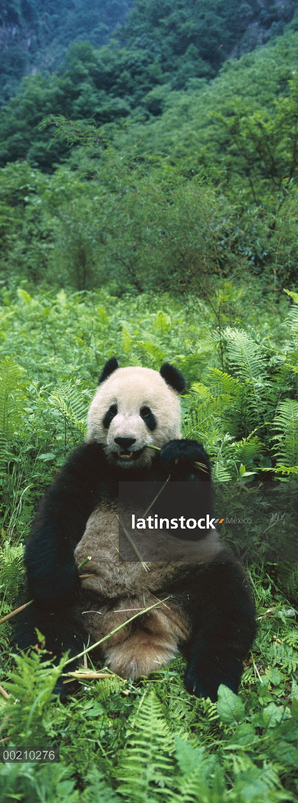 Panda gigante (Ailuropoda melanoleuca) comiendo bambú, China