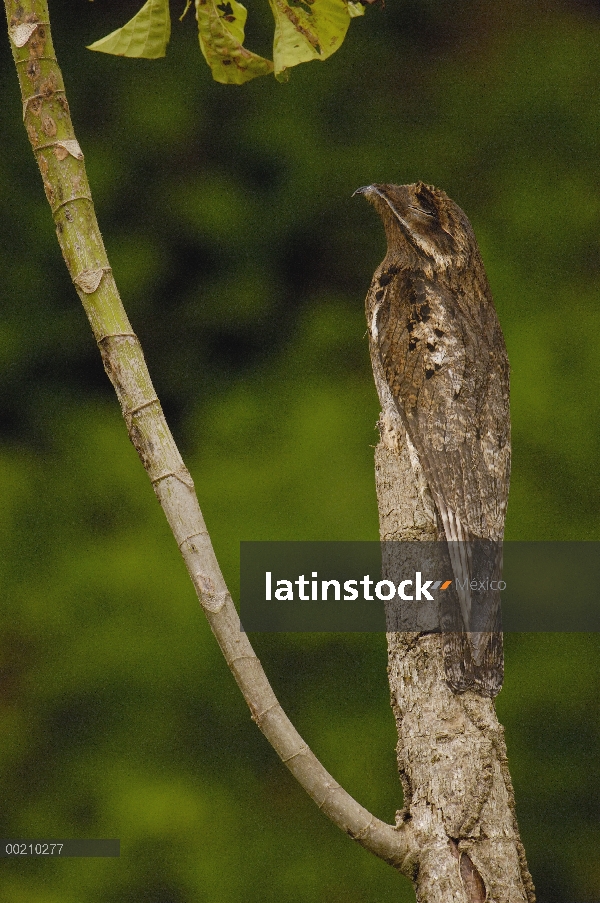 Gris urutaú (Nyctibius griseus griseus) percha en tocón mímico su coloración y forma, Parque Naciona