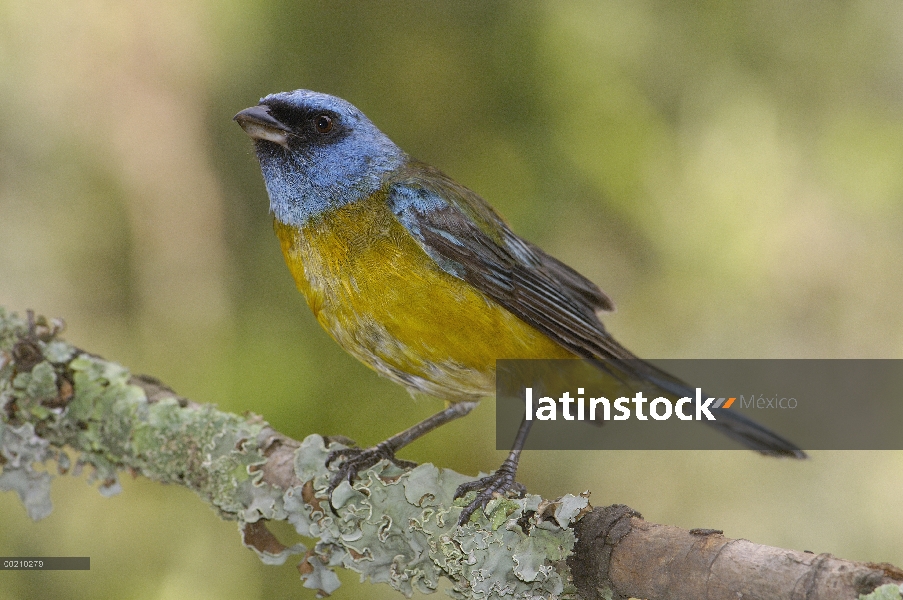 Azul y amarillo Tangara (Momotus bonariensis) macho percha en rama cubierta de liquen, Andes, Ecuado