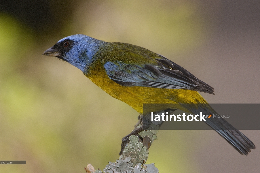 Azul y amarillo Tangara (Momotus bonariensis) macho percha en rama cubierta de liquen, Andes, Ecuado