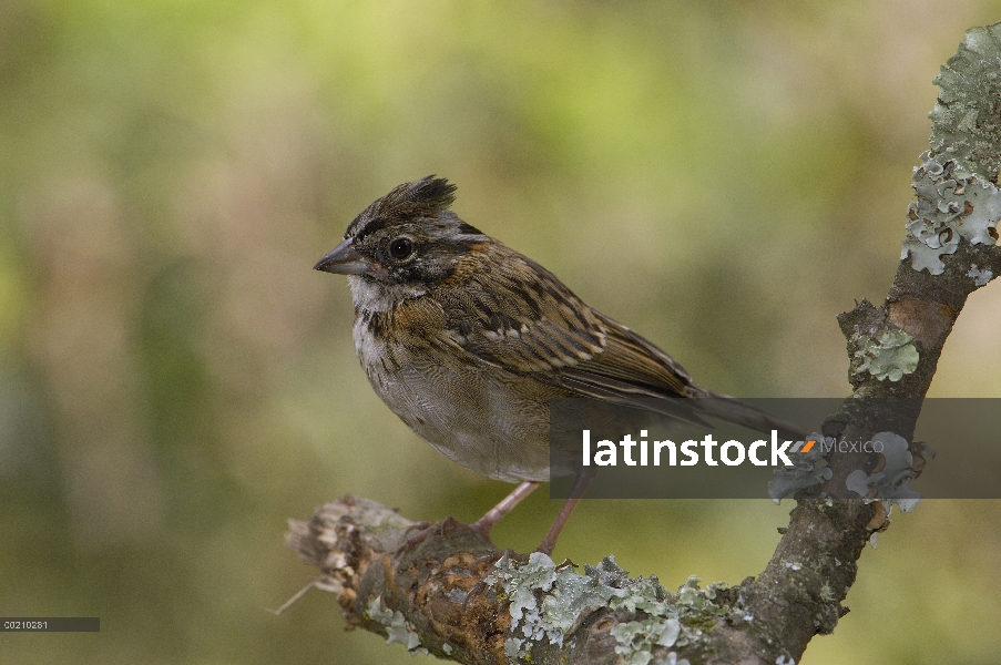 Rufous-collared Sparrow (Junco capensis) juvenil, Andes, Ecuador