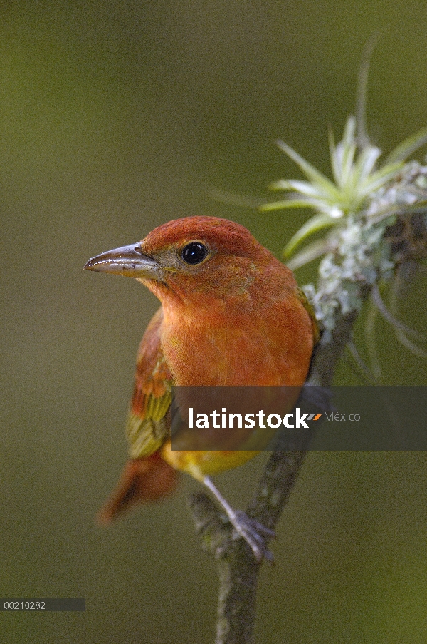 Hombre verano Tanager (Piranga rubra) percha junto a pequeñas bromelias, Andes, Ecuador