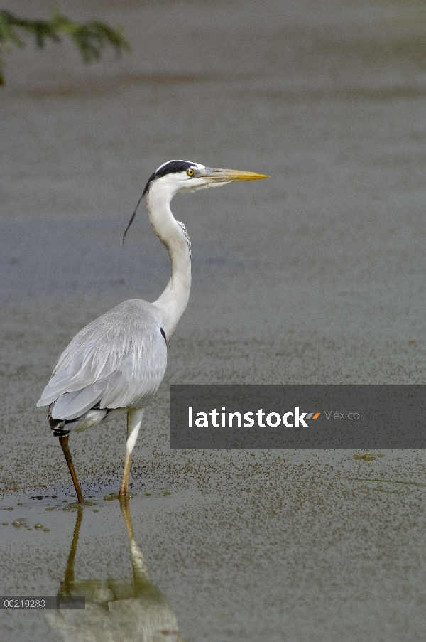 Gris Garza (Ardea cinerea) vadear, Parque Nacional de Bharatpur, Rajasthán, la India