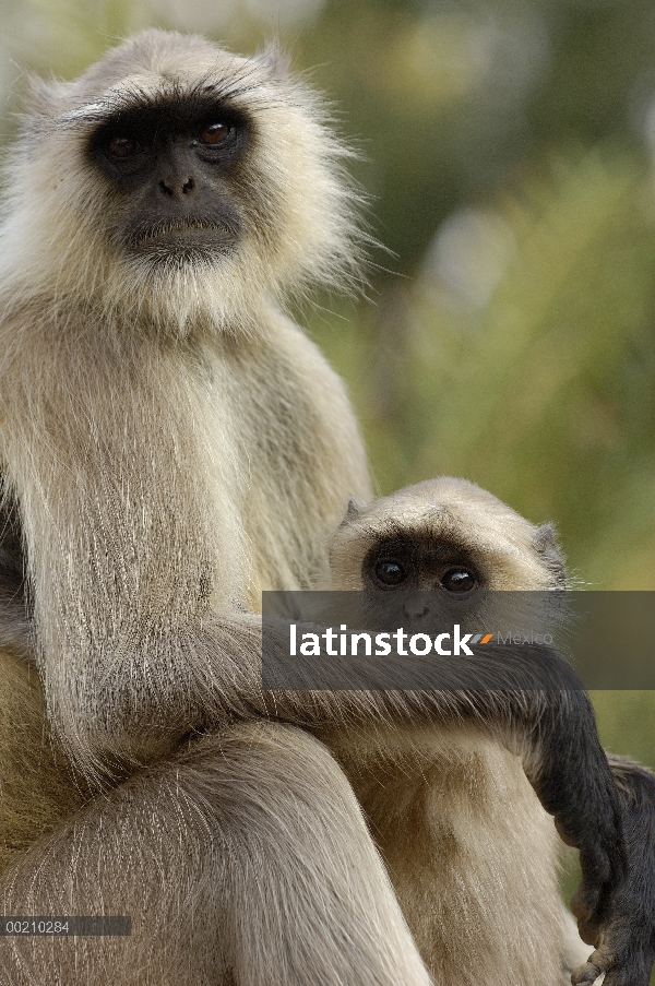 Hanuman Langur (Semnopithecus entellus) madre y joven, Parque Nacional de Ranthambhore, Rajasthan, I