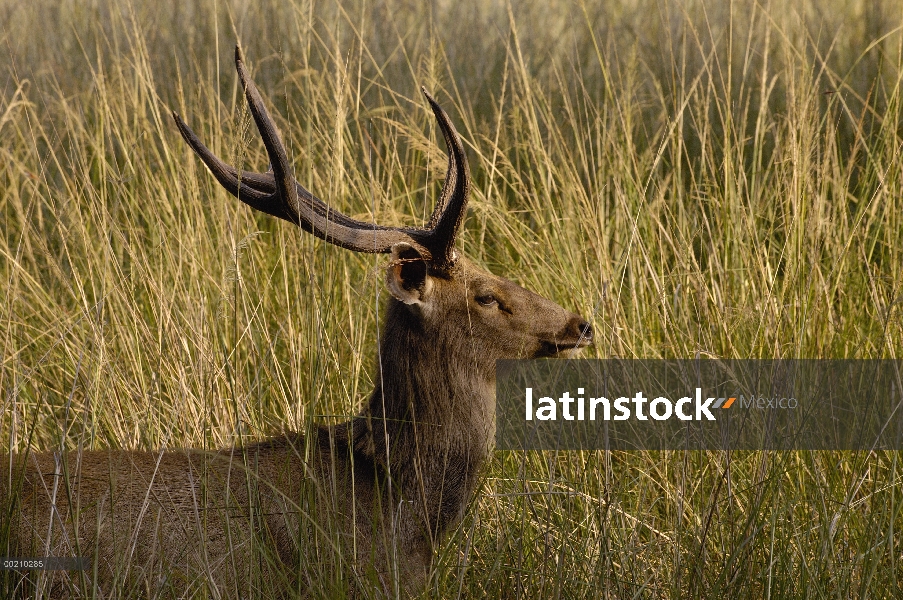 Hombre de Sambar (Cervus unicolor), Parque Nacional de Ranthambhore, Rajasthan, India