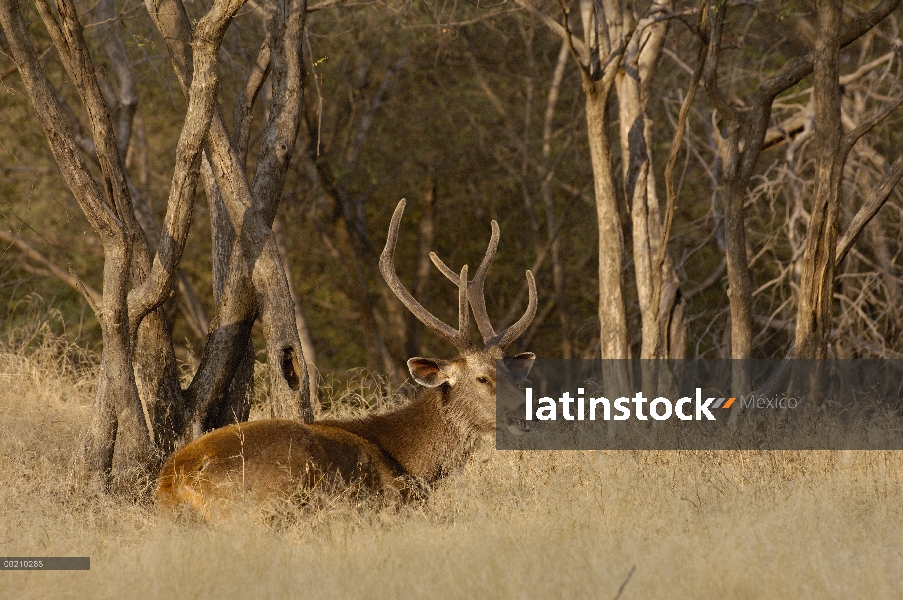 Hombre de Sambar (Cervus unicolor) con las cornamentas en terciopelo, Parque Nacional de Ranthambhor