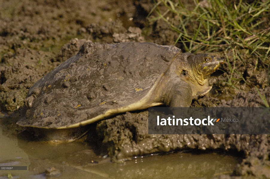 Flapshell Turtle (Cyclanorbinae) en Charco fangoso, Parque Nacional de Bharatpur, Rajasthán, la Indi