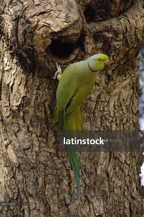 Parakeet Rose-anillado (Psittacula krameri) en nido entrada, Parque Nacional de Ranthambhore, Rajast