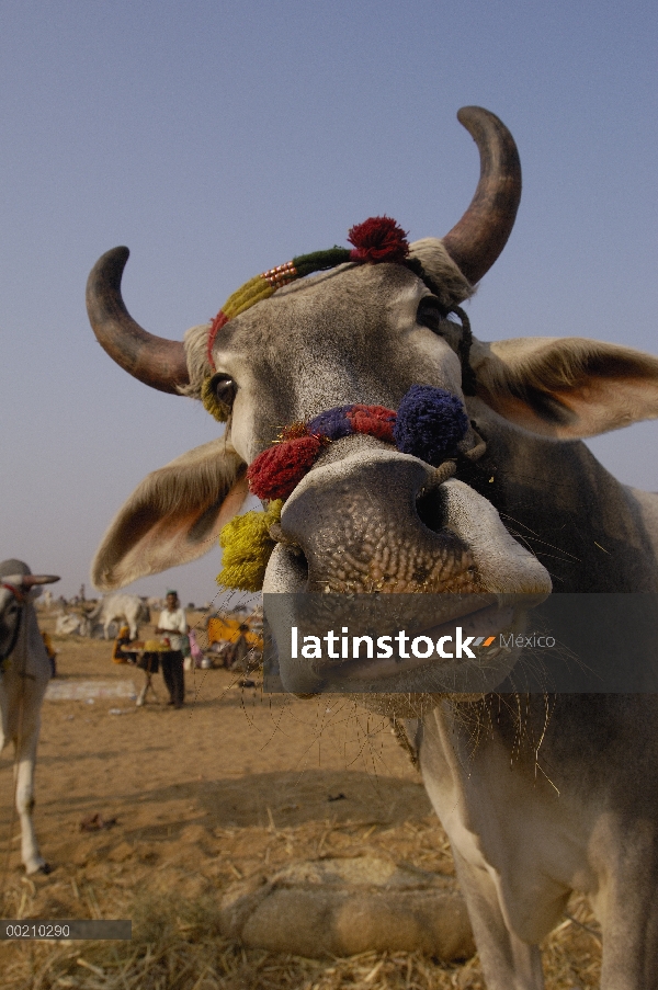 Ganado doméstico (Bos taurus) en la sección de ganado en camello de Pushkar y el ganado de feria, In