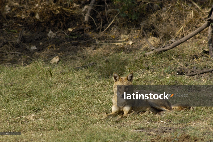 Chacal dorado (Canis aureus), Parque Nacional de Bharatpur, Rajasthán, la India