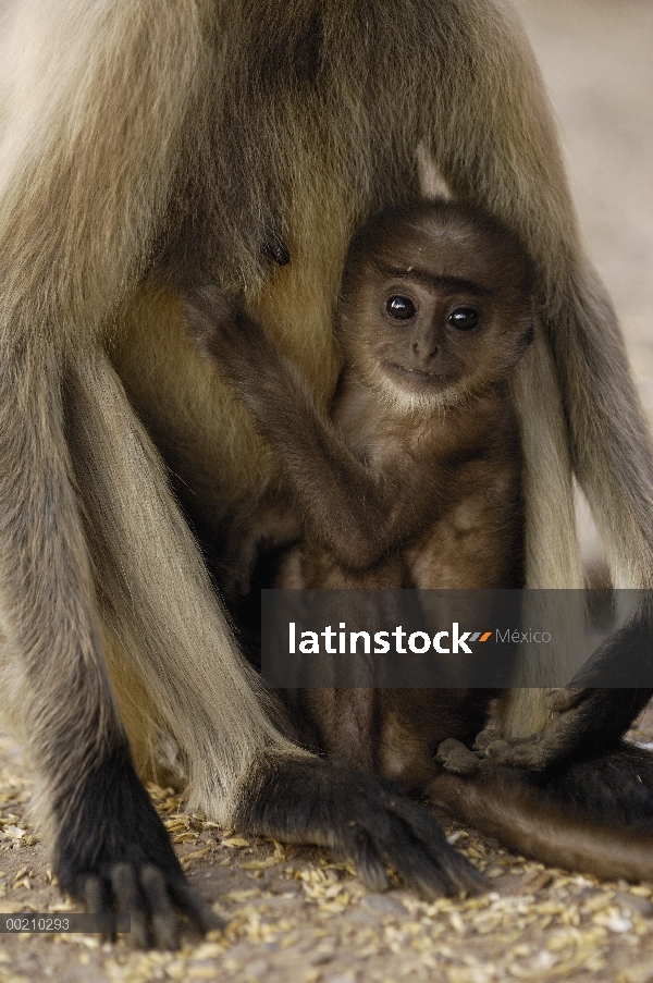 Niño de Langur (Semnopithecus entellus) de Hanuman se aferra a la madre, Parque Nacional de Ranthamb