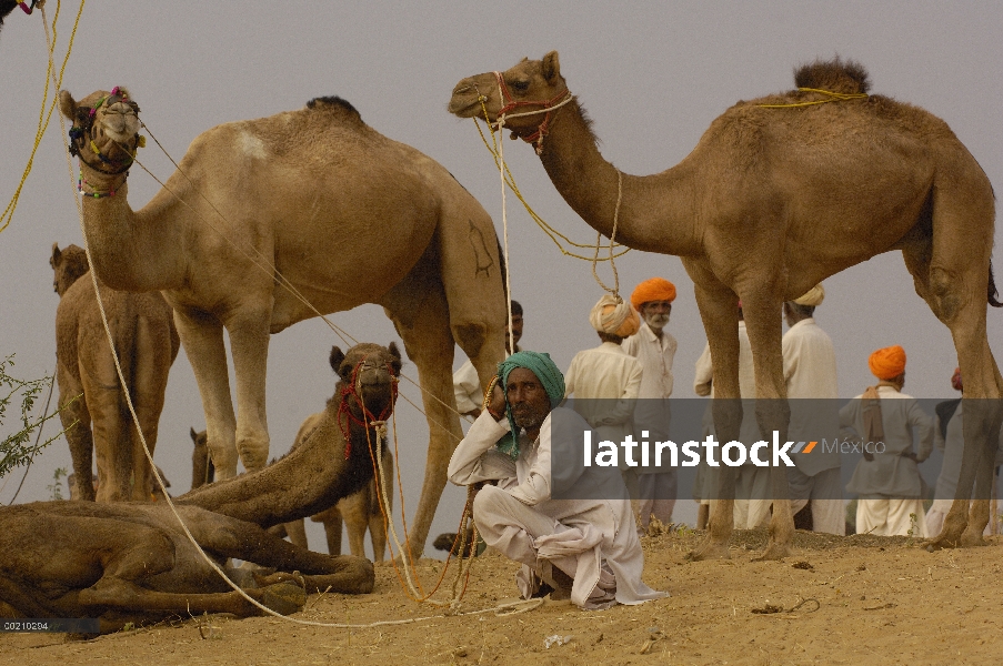 Grupo de dromedario (Camelus dromedarius) camello de Pushkar y ganadería Feria, India