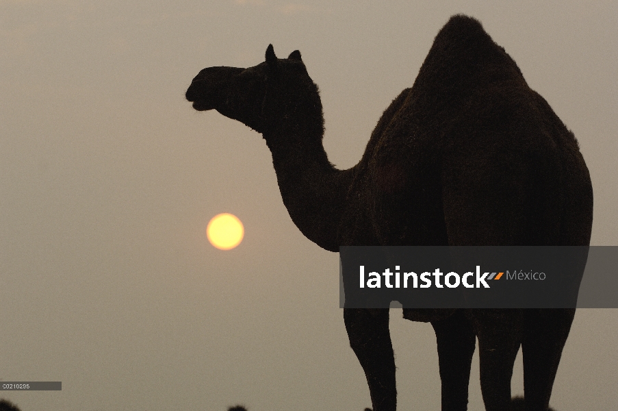 Dromedario (Camelus dromedarius) al atardecer, Pushkar, India