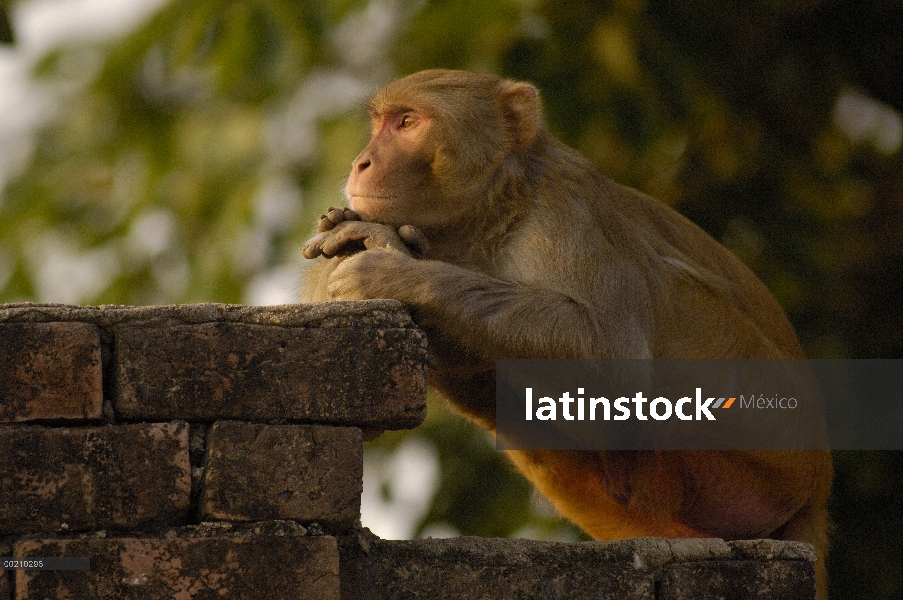 Macaco rhesus (Macaca mulatta) apoyada en la pared de ladrillos en la ciudad de Bharatpur, Rajasthán