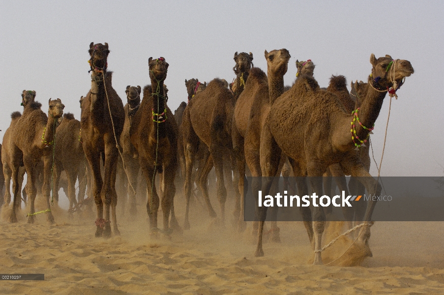 Feria de camellos del dromedario (Camelus dromedarius) camello de Pushkar y ganado, Pushkar, Rajasth