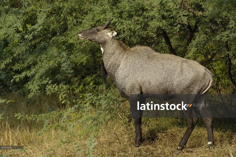 Hombre de Nilgai (Boselaphus tragocamelus), Parque Nacional de Blackbuck, Gujarat, India