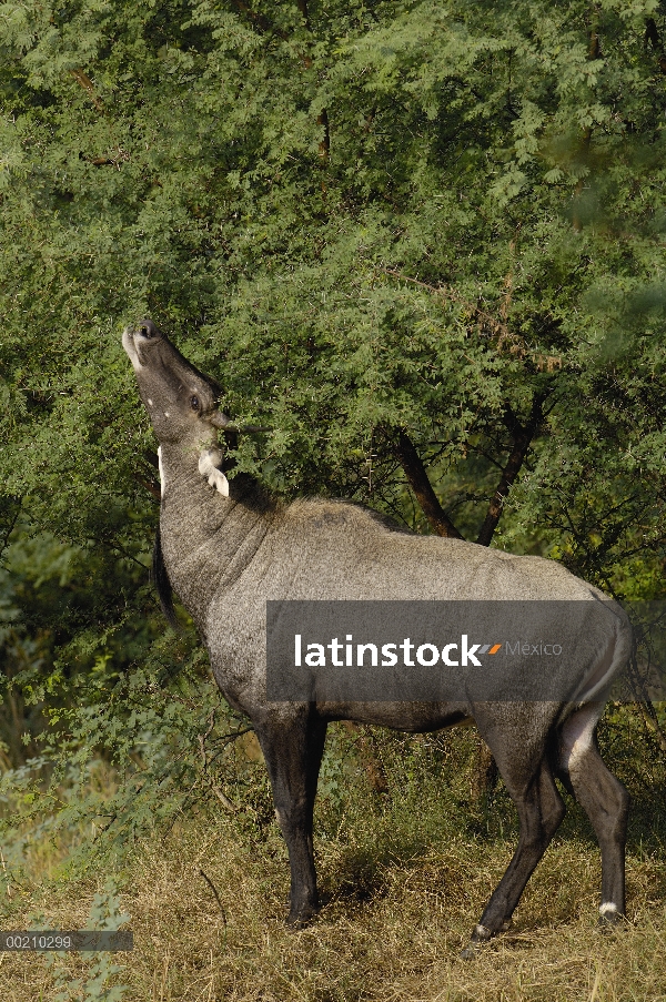 Hombre de Nilgai (Boselaphus tragocamelus), Parque Nacional de Blackbuck, Gujarat, India