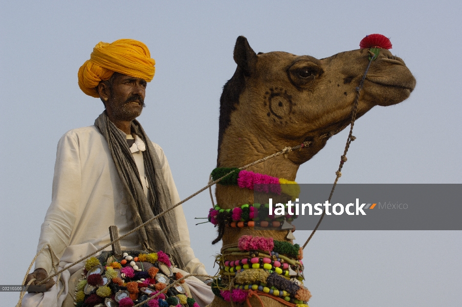 Dromedario (Camelus dromedarius) camello con jinete en Pushkar camellos y ganado fair, Pushkar, Raja