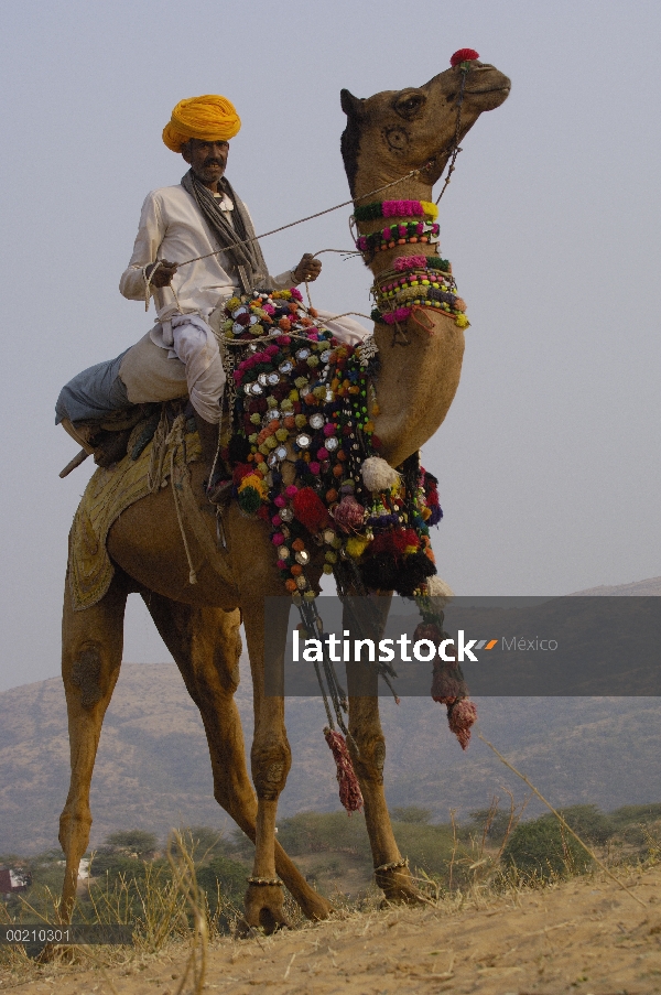 Dromedario (Camelus dromedarius) camello con jinete en Pushkar camellos y ganado fair, Pushkar, Raja