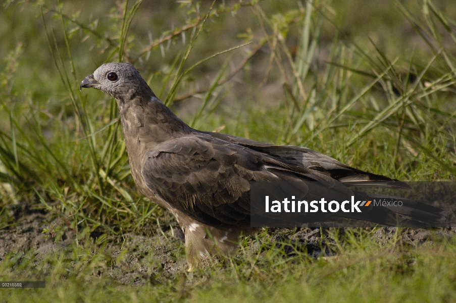 Oriental Halcón abejero (Pernis ptilorhynchus), Parque Nacional de Bharatpur, Rajasthán, la India