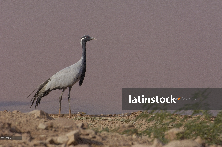 Grúa de Demoiselle (Anthropoides virgo) wintering en el desierto de Rajasthan entre Bikaner y Jaisal