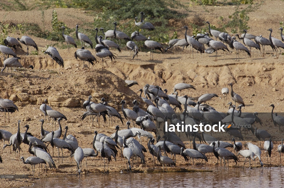 Grúa de Demoiselle (Anthropoides virgo) rebaño de invernada en el desierto de Rajasthan entre Bikane