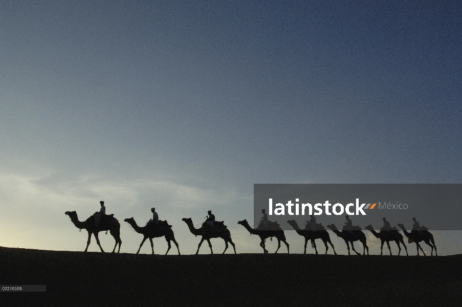 Grupo de dromedario (Camelus dromedarios), animales domesticados con pasturalists en el desierto de 