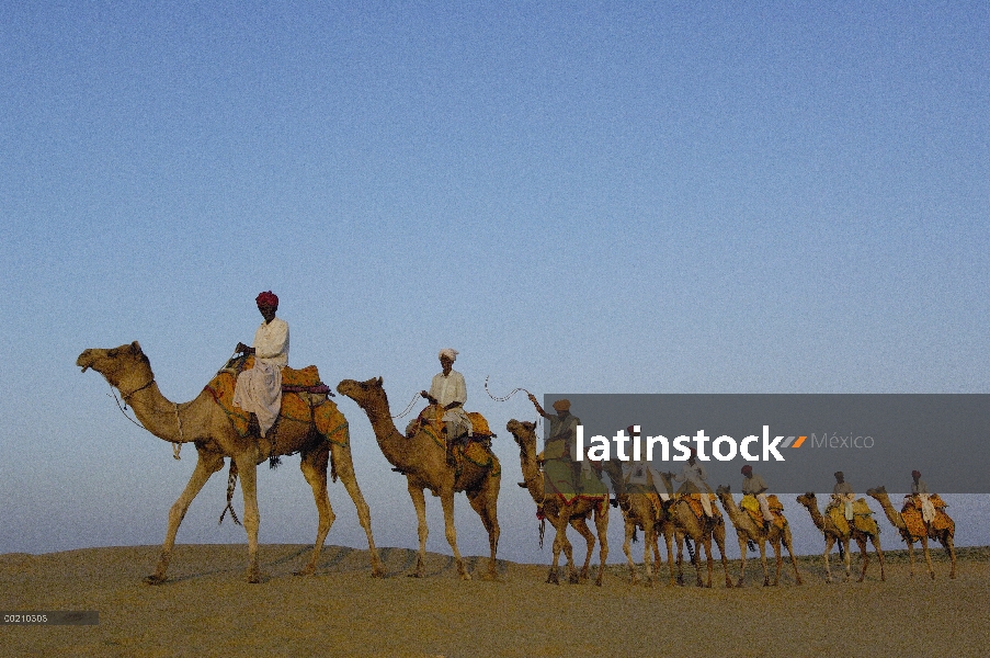 Grupo de dromedario (Camelus dromedarios), animales domesticados con pasturalists en el desierto de 