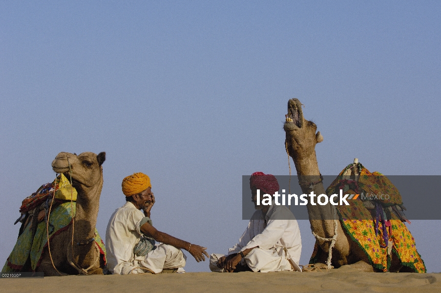 Par de dromedario (Camelus dromedarios), animales domesticados con pasturalists en el desierto de Th