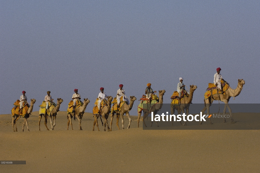 Grupo de dromedario (Camelus dromedarios), animales domesticados con pasturalists en el desierto de 