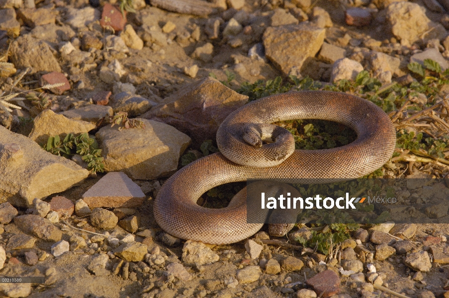 Boa de arena escala áspero (Eryx conicus), Thar desierto de Rajasthan, India