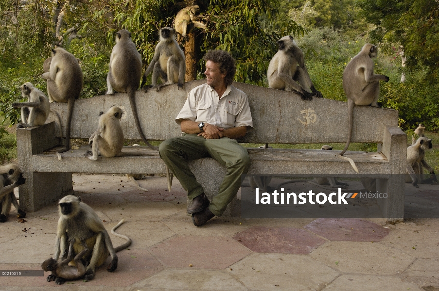 Tropa de Langur (Semnopithecus entellus) Hanuman interactuando con Pete Oxford en Mandore fuera de J