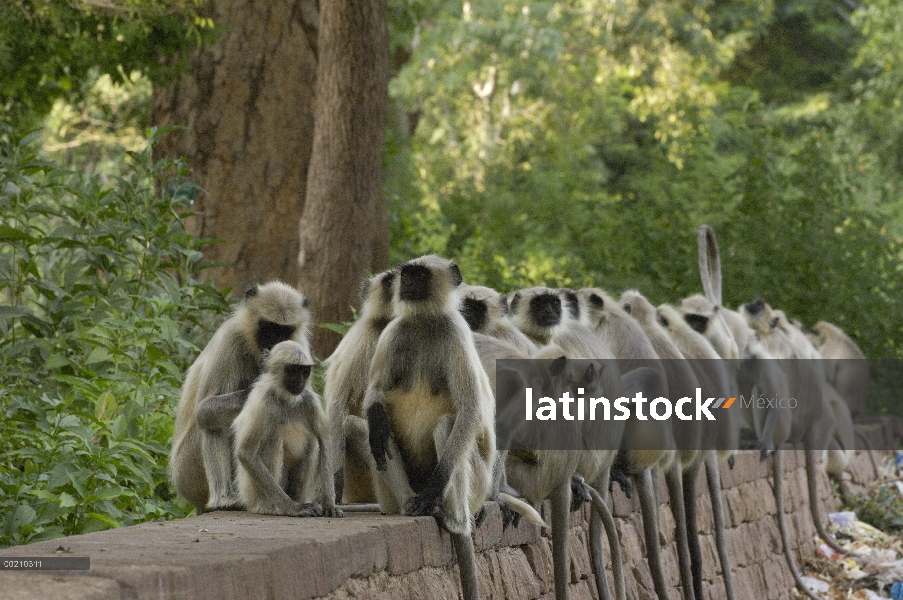 Grupo de Langur (Semnopithecus entellus) Hanuman sentado en el muro de piedra en Mandore fuera de Jo