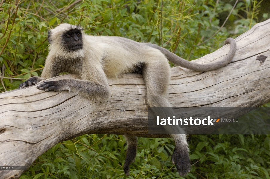 Hanuman Langur (Semnopithecus entellus) relajante sobre el tronco de árbol en Mandore fuera de Jodhp