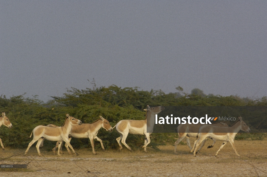 Manada de asno salvaje indio (Equus hemionus khur) funcionando, Rann de Kutch, Gujarat, India