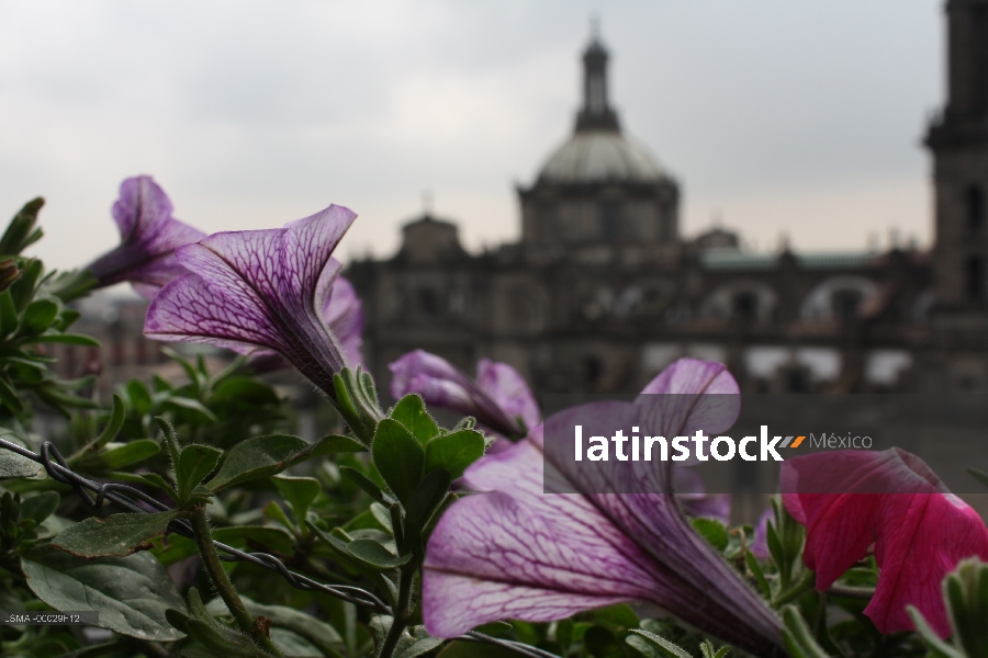 Flores,catedral de México