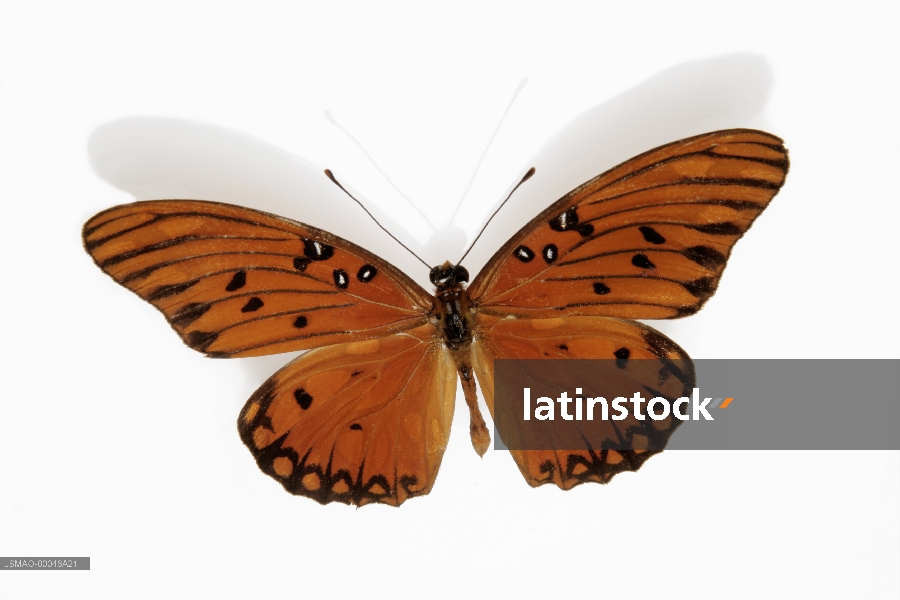 mariposa de alas naranja y negro
