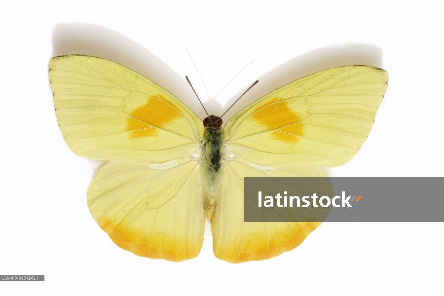mariposa amarilla