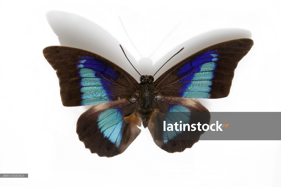 mariposa azul y negro