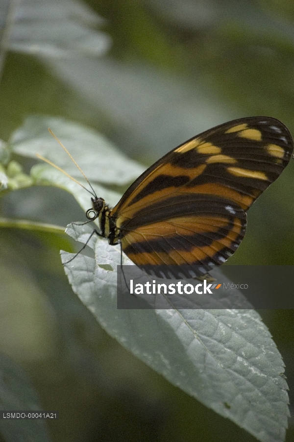mariposa monarca,insecto