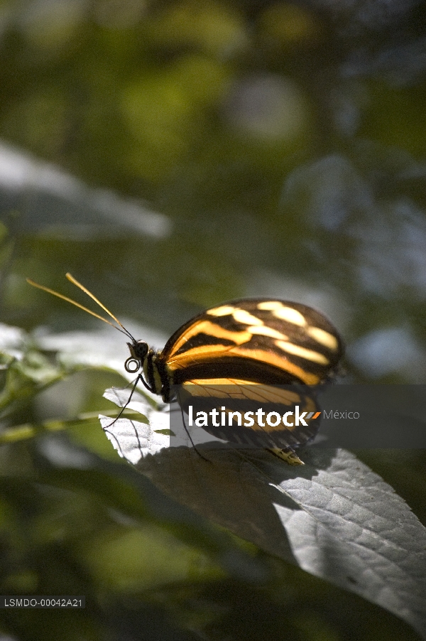 mariposa monarca,insecto