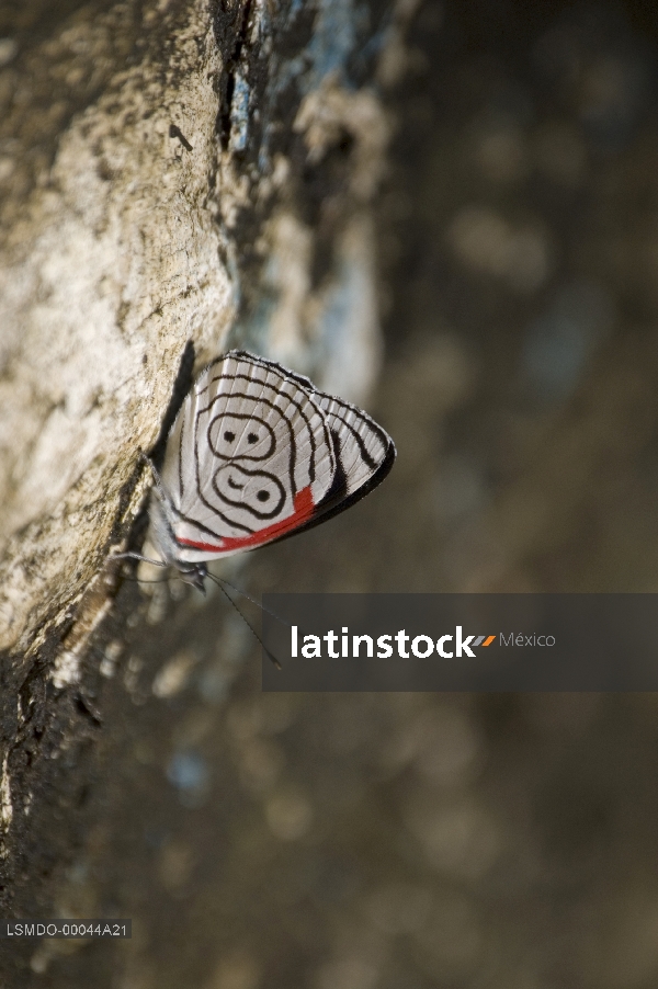 mariposa ochenta y ocho,diaethria neglecta,insecto