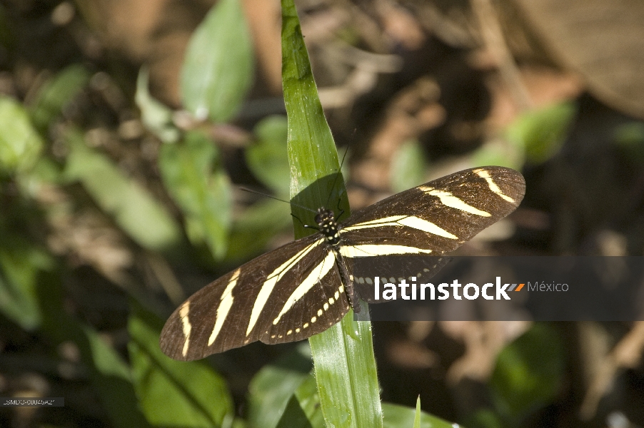 mariposa,insecto