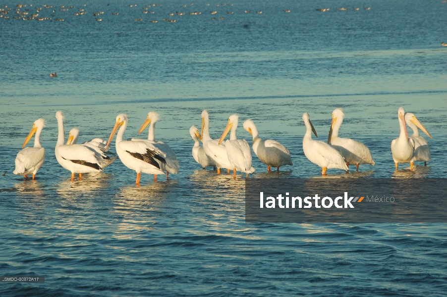 Aves,picanos y cormoranes,Baja california Sur