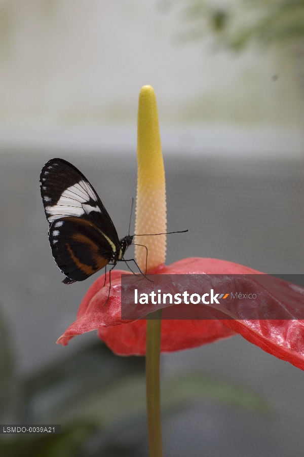 Mariposa