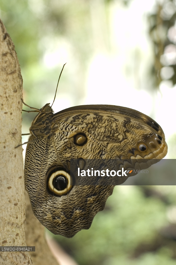 Mariposa