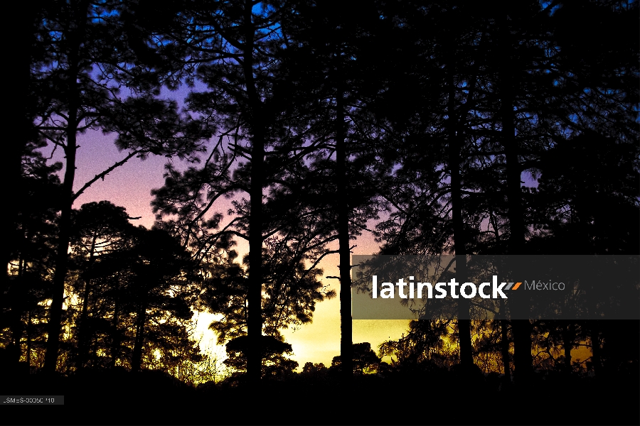 Bosque de coníferas, tres marías