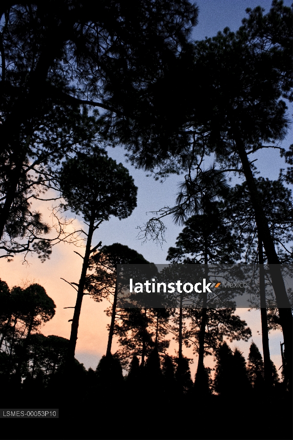Bosque de coníferas, tres marías