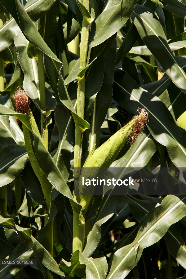 Cultivo de maíz